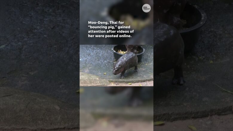 Watch: Cute squishy baby pygmy hippo Moo-Deng becomes viral sensation #Shorts