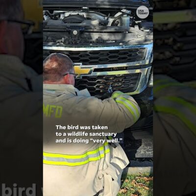 Watch: Firefighter’s actions save trapped owl #Shorts