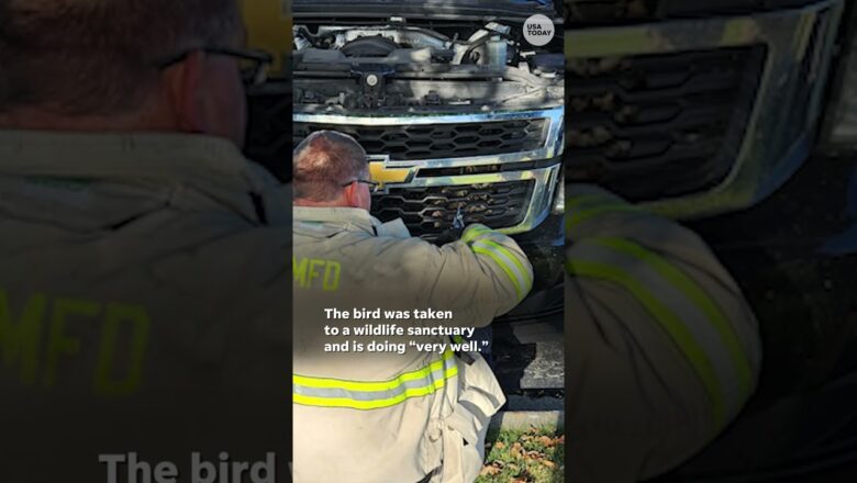 Watch: Firefighter’s actions save trapped owl #Shorts