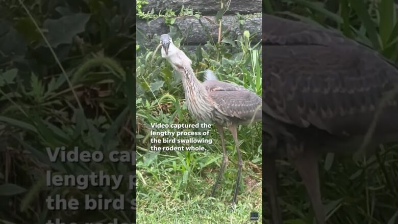 Watch: Heron in Central Park devour large city rat #Shorts