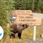 Watch: Itchy bear uses sign to scratch | USA TODAY