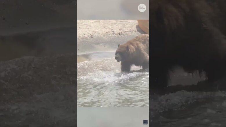 Watch: Large black bear strolls across a beach #Shorts