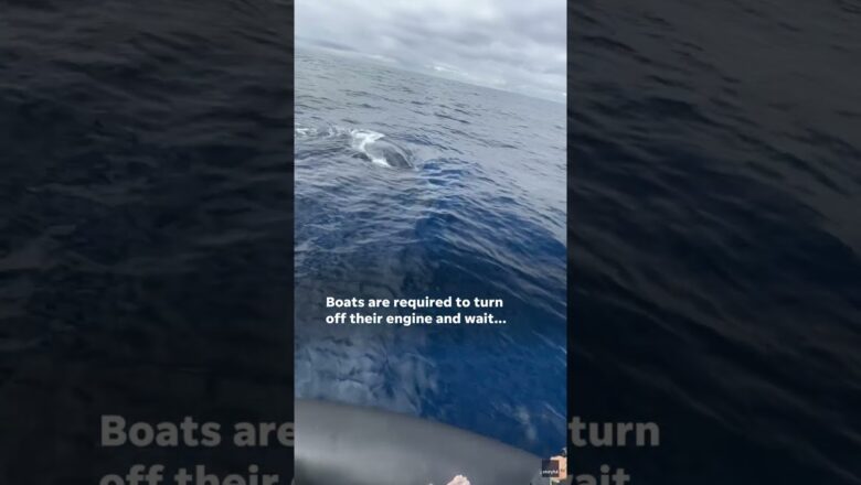 Watch: Massive humpback whale holds boat ‘hostage’ #Shorts