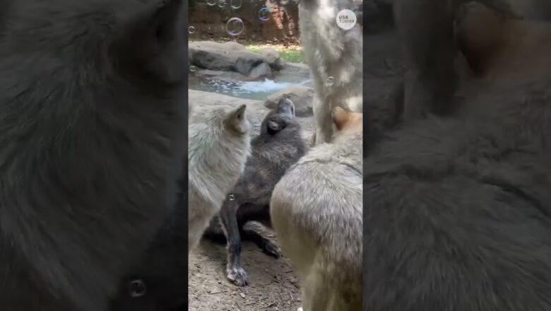 Watch: These wolves enjoy a bubble party #Shorts