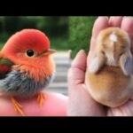 AWW Animals SOO Cute! Cute baby animals Videos Compilation cute moment of the animals #16