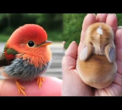 AWW Animals SOO Cute! Cute baby animals Videos Compilation cute moment of the animals #16