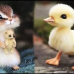 AWW Animals SOO Cute! Cute baby animals Videos Compilation cute moment of the animals #17