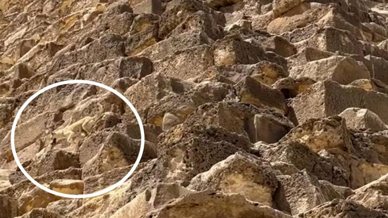 CAUGHT ON CAMERA | Stray dog spotted climbing down Great Pyramid in Egypt