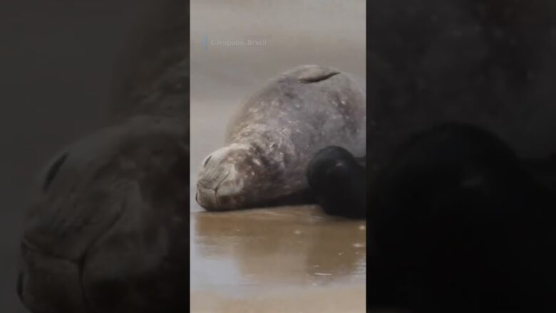 Researchers discover rare elephant seal birth on Brazilian beach #Shorts