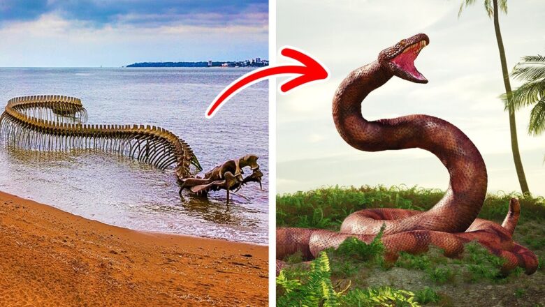 Titanoboa Was Found by Accident in a Coal Mine