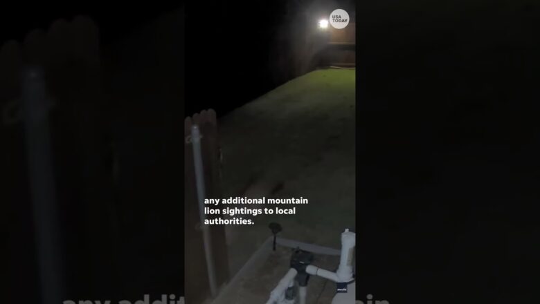 A mountain lion caught on camera in Texas yard #Shorts