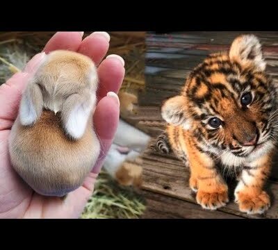 AWW Animals SOO Cute! Cute baby animals Videos Compilation cute moment of the animals #21