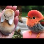 AWW Animals SOO Cute! Cute baby animals Videos Compilation cute moment of the animals #22