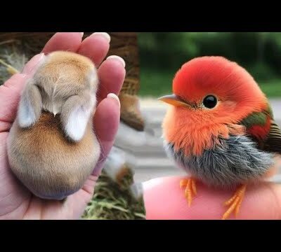 AWW Animals SOO Cute! Cute baby animals Videos Compilation cute moment of the animals #22