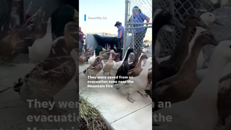 Dozens of ducks saved from the Mountain Fire #Shorts