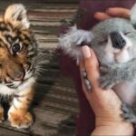 AWW Animals SOO Cute! Cute baby animals Videos Compilation cute moment of the animals #25