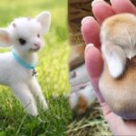 AWW Animals SOO Cute! Cute baby animals Videos Compilation cute moment of the animals #24