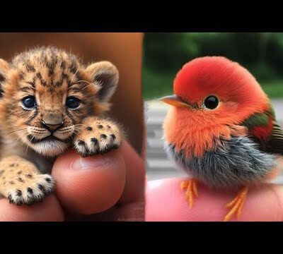 AWW Animals SOO Cute! Cute baby animals Videos Compilation cute moment of the animals #26