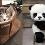 AWW Animals SOO Cute! Cute baby animals Videos Compilation cute moment of the animals #27