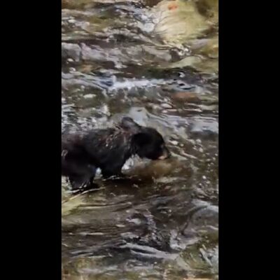 Baby black bear gets wet as a dog jumping across babbling creek #Shorts