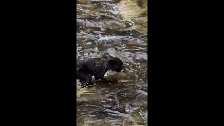 Baby black bear gets wet as a dog jumping across babbling creek #Shorts