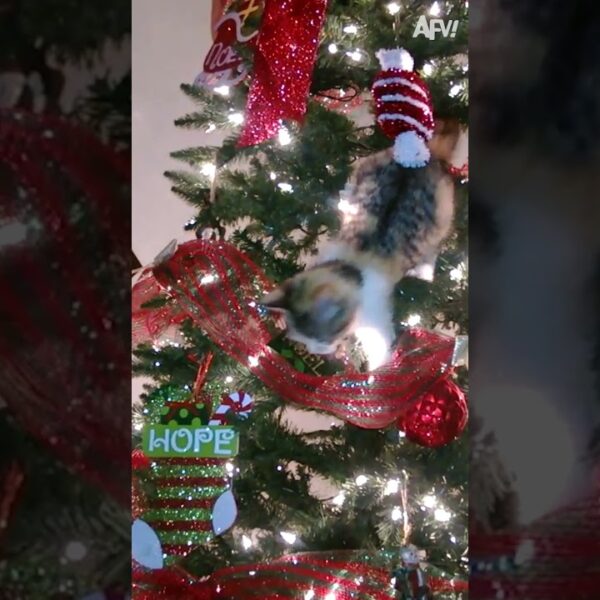 Cats vs. Christmas Trees: A rivalry as old as time 😺🎄