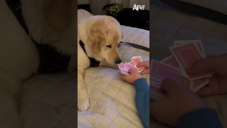 Cutest audience ever 🥲 #afv #dogs #magic