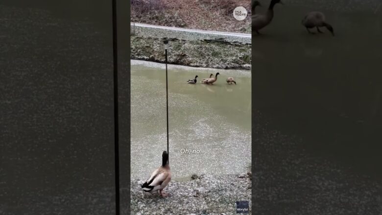 Ducks slip and slide across frozen pond #Shorts