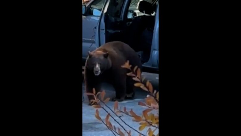 Massive bear destroys truck after locking itself inside #Shorts