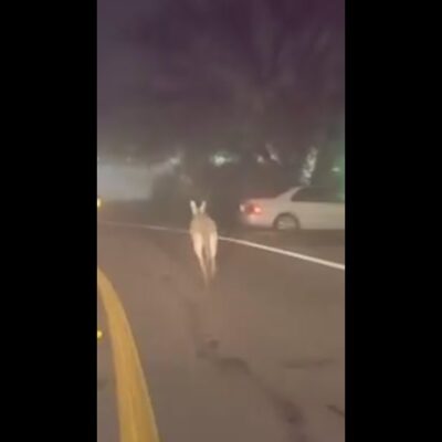 Pet kangaroo on the loose in Texas town #Shorts