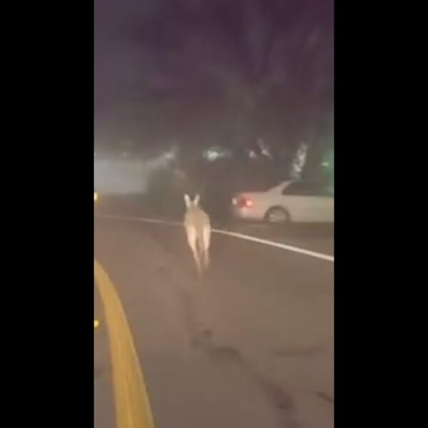 Pet kangaroo on the loose in Texas town #Shorts