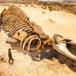 The Largest Sea Creature of All Time Found in the Desert