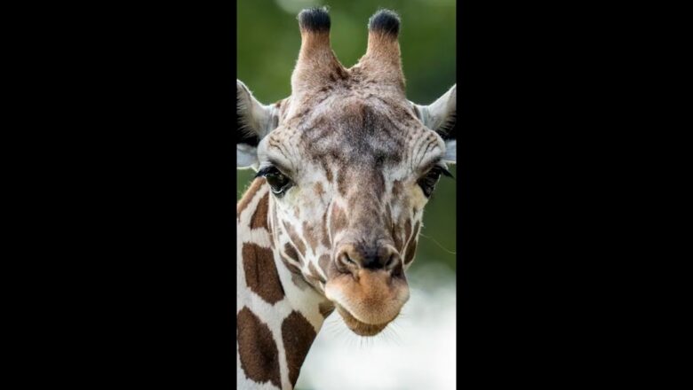 Waffles, a reticulated giraffe, welcomed to the San Antonio Zoo #Shorts