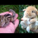 AWW Animals SOO Cute! Cute baby animals Videos Compilation cute moment of the animals #1 2025