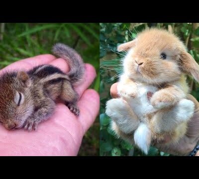 AWW Animals SOO Cute! Cute baby animals Videos Compilation cute moment of the animals #1 2025