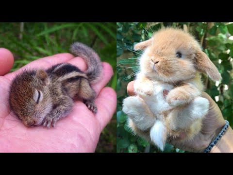 AWW Animals SOO Cute! Cute baby animals Videos Compilation cute moment of the animals #1 2025