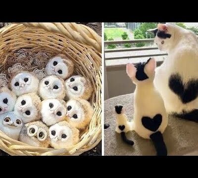 AWW Animals SOO Cute! Cute baby animals Videos Compilation cute moment of the animals #28