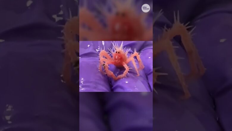 Tiny crab has big fans for being so cute #Shorts