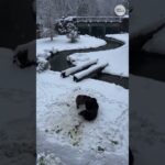 Video shows bears having playful wrestling match in the snow #Shorts