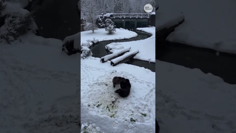 Video shows bears having playful wrestling match in the snow #Shorts