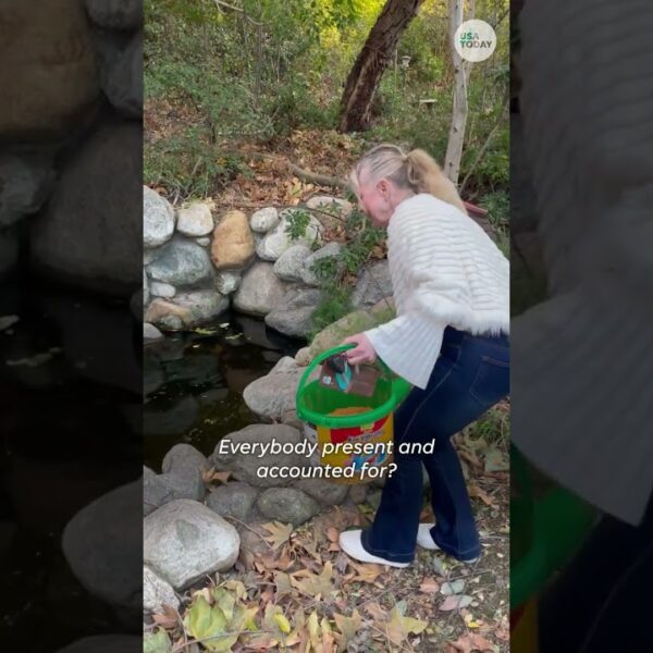 Woman finds koi fish alive after wildfire #Shorts