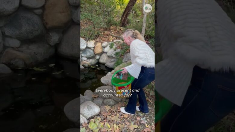 Woman finds koi fish alive after wildfire #Shorts