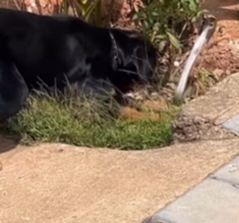 Cobra vs Rottweiler video goes viral – who won?