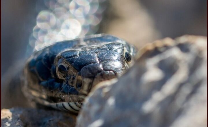 King Cobra vs Black Mamba: Who will win in a fight?