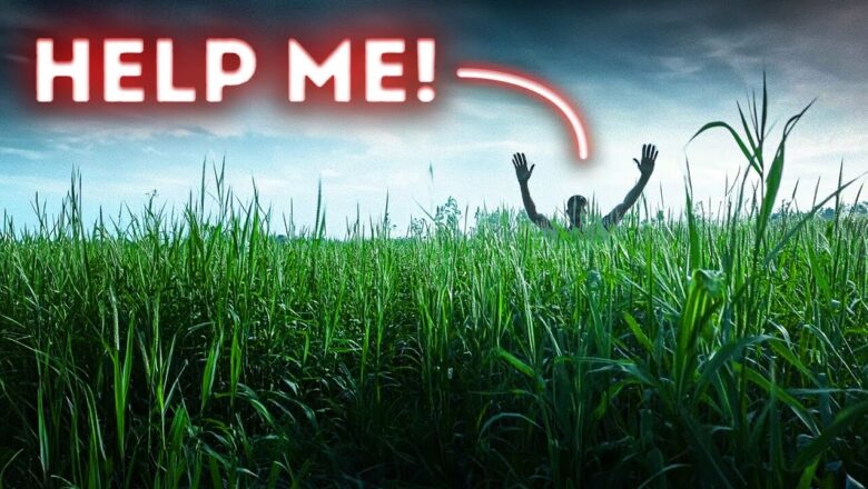 A Man Vanished in Daylight – What Happened in That Field?