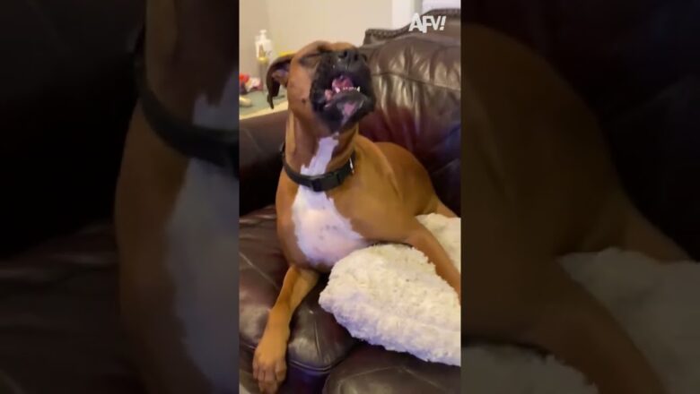 OMG BLESS YOU! 🥰 #afv #dogs #funny #shorts