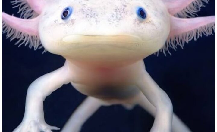 Animals that can survive without their heads