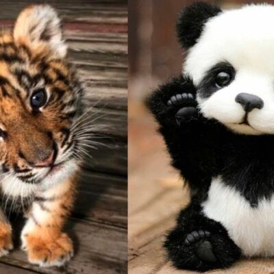 AWW Animals SOO Cute! Cute baby animals Videos Compilation cute moment of the animals #11 2025