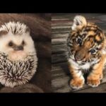 AWW Animals SOO Cute! Cute baby animals Videos Compilation cute moment of the animals #12 2025