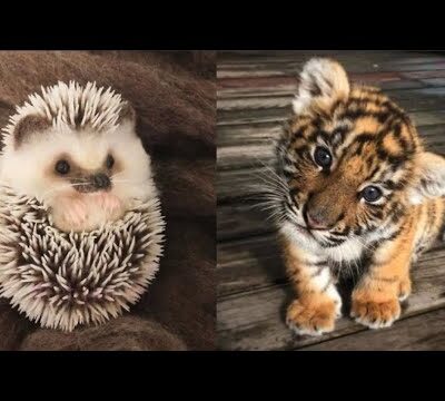 AWW Animals SOO Cute! Cute baby animals Videos Compilation cute moment of the animals #12 2025